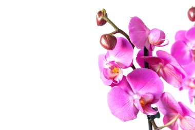 Purple orchid flower phalaenopsis, phalaenopsis or falah. Orchid branch with pink flowers isolated on white background. Floriculture, flower shop, home flower decor, floral concept