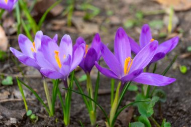 Parkta, bahçede ya da ormanda açan mor kır çiçekleri. İlkbahar, çiçek, paskalya, doğa. Macro, fotoğrafı kapat..