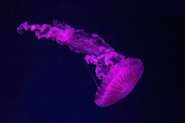 Két Fluoreszkáló Medúza Úszik Víz Alatti Akváriumban Rózsaszín Neon Fénnyel — Stock Fotó