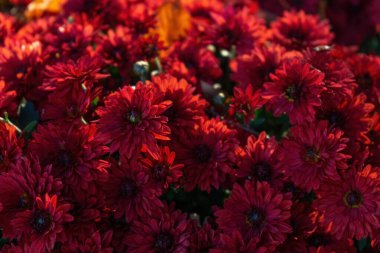 Güneşli bir günde, sonbahar bahçesinde yeni açmış kırmızı kasımpatı çalıları. Tebrik kartı, duvar kağıdı, afiş, başlık için çiçek arkaplanı.