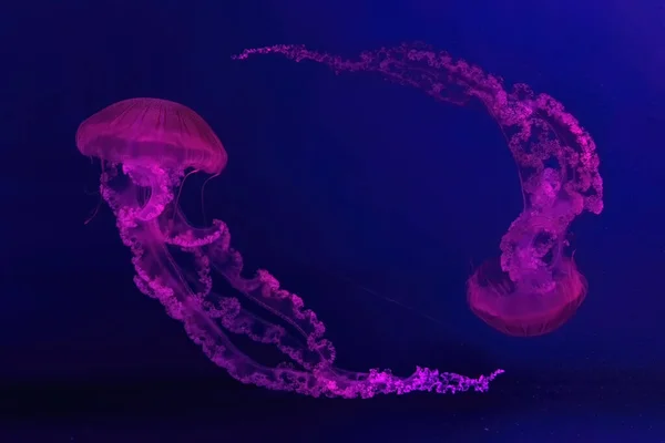 해파리 마리가 분홍색 조명을 수족관에서 헤엄치고 있습니다 아메리카 사오라 그물로 — 스톡 사진
