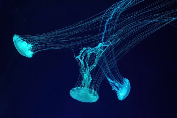Grupa Fluorescencyjnych Meduz Pływa Pod Wodą Akwarium Niebieskim Światłem Neonowym — Zdjęcie stockowe