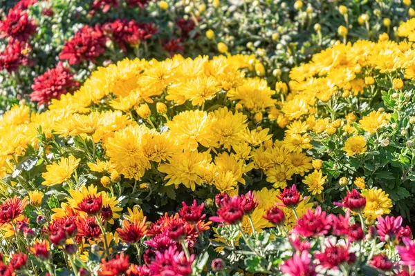 Fraîche Floraison Lumineuse Diverses Couleurs Chrysanthèmes Buissons Dans Jardin Automne — Photo