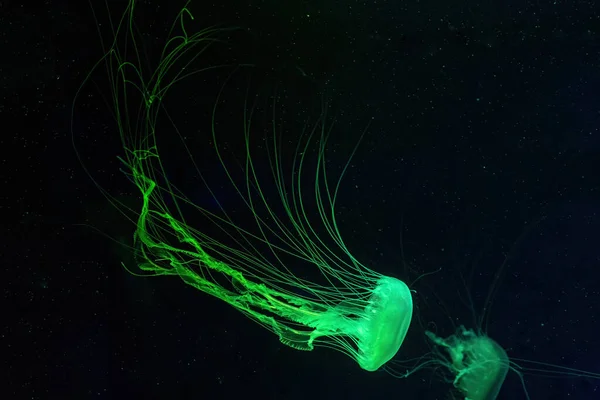 一组荧光水母带着绿色霓虹灯在水族馆池中游泳 大西洋的荨麻菊花在蓝色的海水里 大海里 放射学 海底生活 — 图库照片