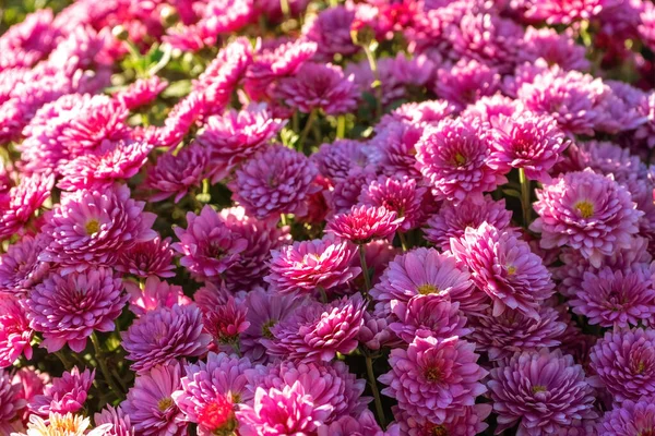 在阳光明媚的天气里 秋天的花园里 绽放着鲜亮的粉红色菊花 报头的花卉背景 — 图库照片