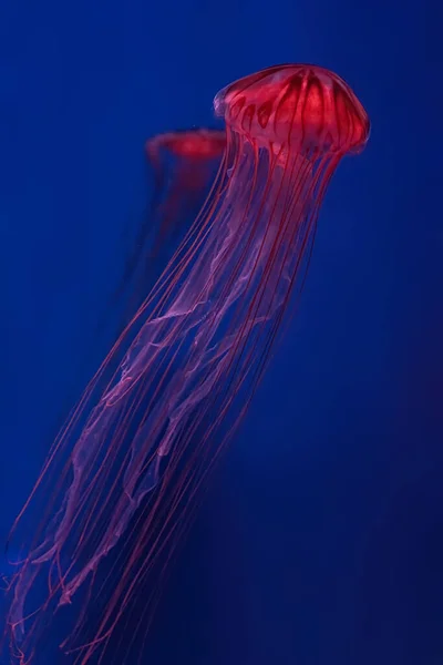 含红霓虹灯的荧光水母在水族馆游泳池中游泳 日本的海荨麻菊花在蓝水中 大海中 放射学 海底生活 — 图库照片