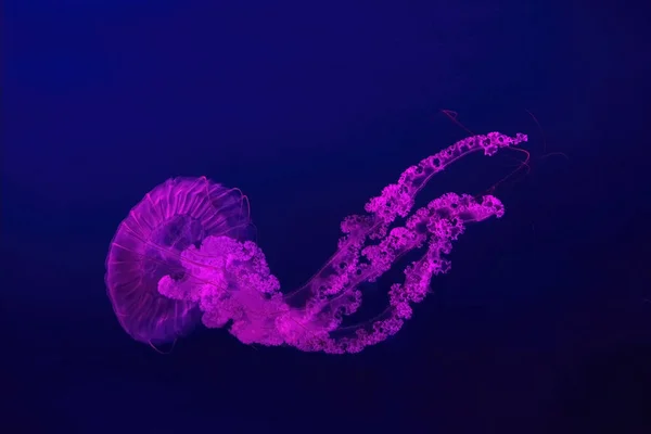 两只荧光水母在水族馆的游泳池里游泳 水族馆里有粉色霓虹灯 南美海荨麻菊花多年生在蓝水中 大海中 放射学 海底生活 — 图库照片