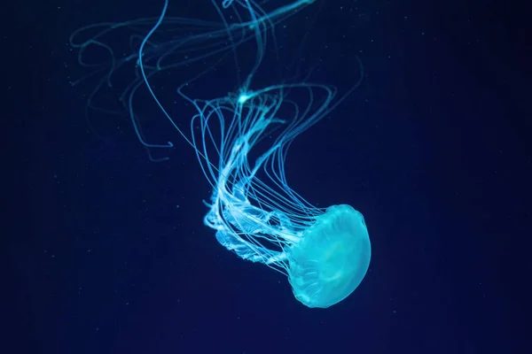 Las Medusas Fluorescentes Nadan Bajo Agua Piscina Del Acuario Con — Foto de Stock