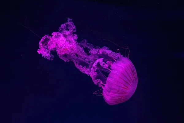 Altında Yüzen Iki Floresan Denizanası Pembe Neon Işığı Güney Amerika — Stok fotoğraf