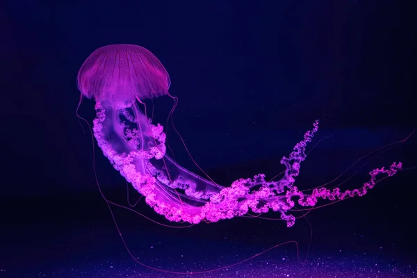 Floresan Denizanası Altında Pembe Neon Işıklı Akvaryum Havuzunda Yüzüyor Güney — Stok fotoğraf