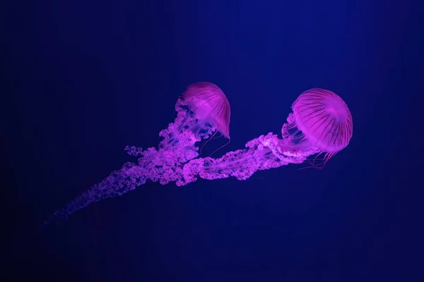 Две Флуоресцентные Медузы Плавают Водой Аквариуме Розовым Неоновым Светом Южноамериканская — стоковое фото