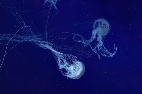 Grupa Fluorescencyjnych Meduz Pływa Pod Wodą Akwarium Neonowym Światłem Atlantyckie — Zdjęcie stockowe