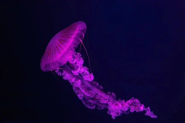 Fluoreszkáló Medúza Úszás Víz Alatti Akvárium Medence Rózsaszín Neon Fény — Stock Fotó