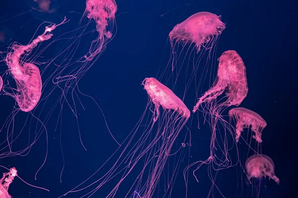 一组荧光水母带着粉色霓虹灯在水族馆池中游泳 大西洋的荨麻菊花在蓝色的海水里 大海里 放射学 海底生活 — 图库照片