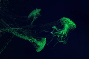 Bir grup floresan denizanası yeşil neon ışığıyla akvaryum havuzunda su altında yüzer. Atlantik deniz ısırgan otu chrysaora quinquecirrha mavi su, okyanus. Theriology, turizm, dalış, sualtı yaşamı.