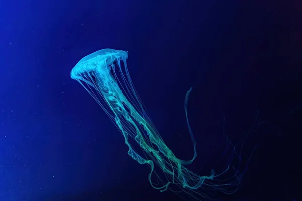 Medusas Fluorescentes Nadam Debaixo Água Piscina Aquário Com Luz Néon — Fotografia de Stock
