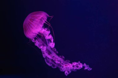 Floresan denizanası, su altında pembe neon ışıklı akvaryum havuzunda yüzüyor. Güney Amerika deniz ısırgan otu chrysaora plocamia mavi su, okyanus. Theriology, turizm, dalış, sualtı yaşamı.
