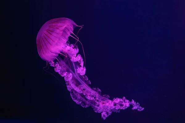 Medusas Fluorescentes Nadando Piscina Del Acuario Submarino Con Luz Neón —  Fotos de Stock