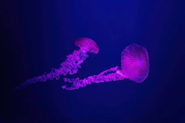 两只荧光水母在水族馆的游泳池里游泳 水族馆里有粉色霓虹灯 南美海荨麻菊花多年生在蓝水中 大海中 放射学 海底生活 — 图库照片