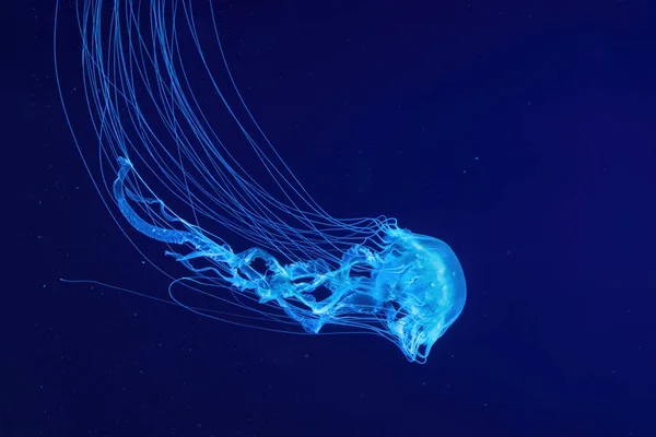 Fuoreszierende Quallen Schwimmen Unter Wasser Aquarienpool Mit Blauem Neonlicht Die — Stockfoto