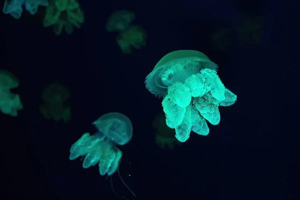 Grupo Medusas Fluorescentes Verdes Nadando Piscina Del Acuario Submarino Las — Foto de Stock
