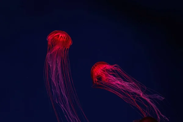 赤ネオンの水中水族館プールで泳ぐ蛍光クラゲ 青い海 海の中の日本の海の網状結晶 ダイビング 海底生活 — ストック写真