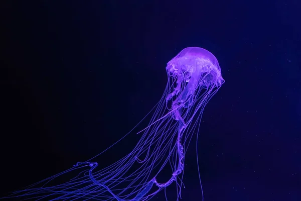 Skupina Fluorescenčních Medúz Plavou Pod Vodou Akvarijním Bazénu Modrým Růžovým — Stock fotografie