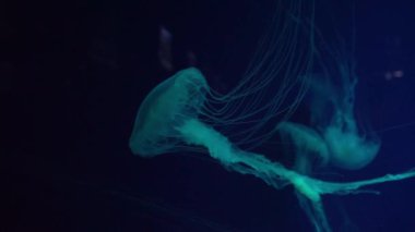 Fuoresan denizanaları su altında akvaryum havuzunda yüzüyor. Japon deniz ısırganları, akvaryumda mavi neon ışıklarıyla birlikte krisaora pasifica. Theriology, turizm, dalış, sualtı yaşamı.