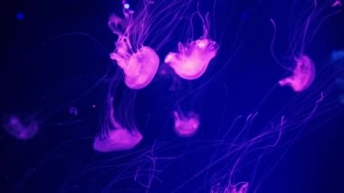 Bir grup floresan denizanası su altında akvaryum havuzunda yüzüyor. Japon deniz ısırganı kırmızı neon ışıklı akvaryumdaki Krisaora Pacifica. Theriology, turizm, dalış, sualtı yaşamı.