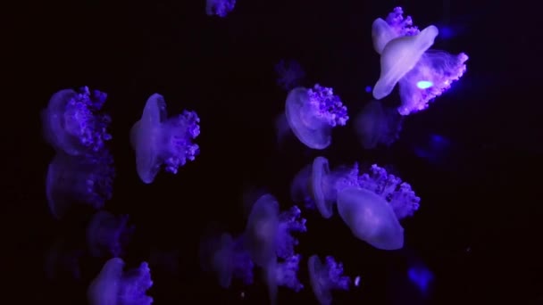 Група Люмінесцентних Медуз Плавають Підводним Акваріумним Басейном Плямиста Австралійська Медуза — стокове відео