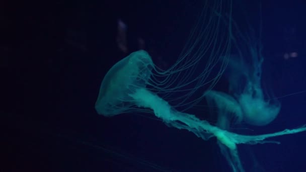 Medusas Fluorescentes Nadando Piscina Subaquática Aquário Urtiga Marinha Japonesa Chrysaora — Vídeo de Stock
