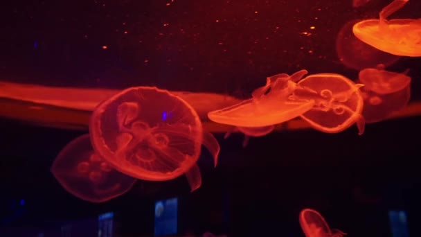 Grupo Águas Vivas Fluorescentes Piscina Aquário Subaquático Aurelia Labiata Medusa — Vídeo de Stock