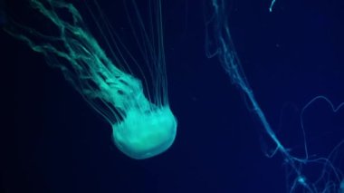 Fuoresan denizanaları su altında akvaryum havuzunda yüzüyor. Japon deniz ısırganları, akvaryumda mavi neon ışıklarıyla birlikte krisaora pasifica. Theriology, turizm, dalış, sualtı yaşamı.