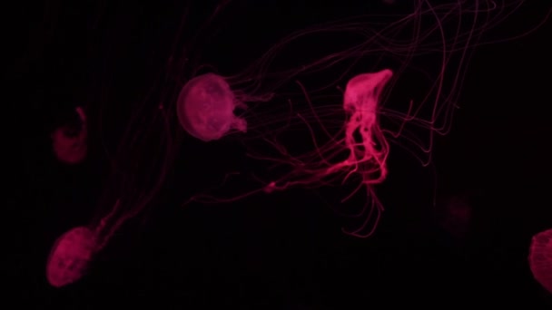 Gruppe Fluoreszierender Quallen Schwimmt Unterwasser Aquarium Die Japanische Brennnessel Chrysaora — Stockvideo