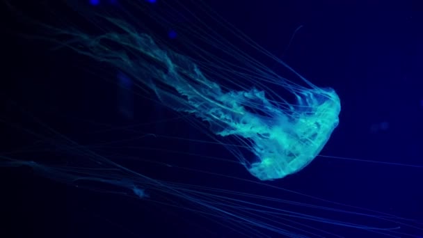 Фуоресцентные Медузы Плавающие Водой Аквариуме Японская Морская Крапива Chrysaora Pacifica — стоковое видео
