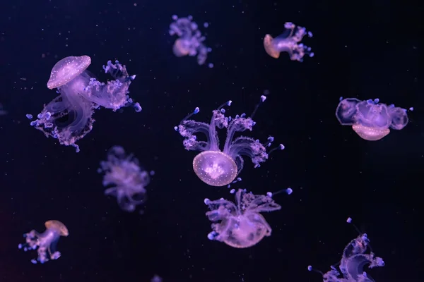 Группа Флуоресцентных Медуз Плавающих Водой Аквариуме Пятнистая Австралийская Медуза Phyllorhiza — стоковое фото