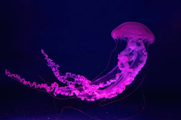 형광해 파리는 분홍색 조명을 수족관에서 헤엄치고 있습니다 아메리카 사오라 그물로 — 스톡 사진