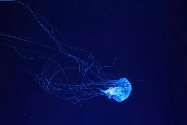 蛍光クラゲは青いネオンで水族館のプールで水中で泳ぐ 大西洋の海の小惑星クリサオラは青い海 海でクエリラを求めています ダイビング 海底生活 — ストック写真