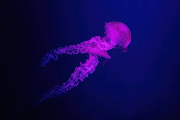Две Флуоресцентные Медузы Плавают Водой Аквариуме Розовым Неоновым Светом Южноамериканская — стоковое фото