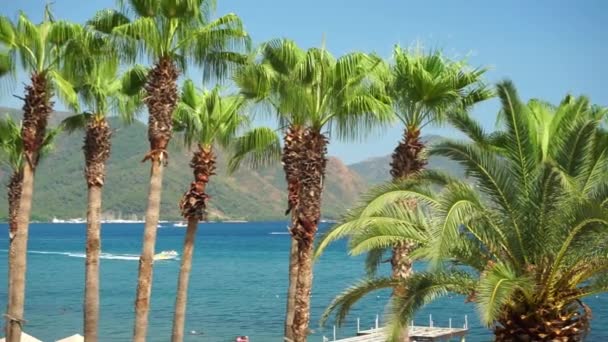 Φοινικόδεντρα Στην Παραλία Φόντο Βάρκα Θέρετρο Καλοκαιρινές Διακοπές Ταξίδια Τουρισμός — Αρχείο Βίντεο