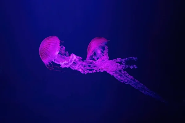 Dos Medusas Fluorescentes Nadando Piscina Del Acuario Submarino Con Luz —  Fotos de Stock