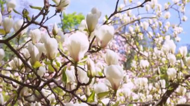 White magnolia flower tree in bloom swinging on wind in spring garden, park. Floral background, springtime. Real time video footage