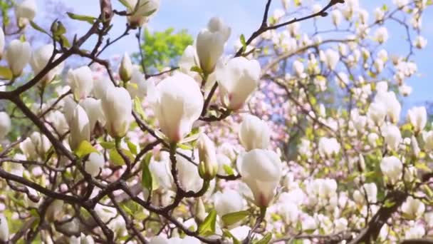 春の庭 公園で風に揺れる花に白いマグノリアの花の木 花の背景 リアルタイムビデオ映像 — ストック動画