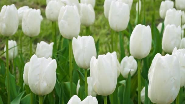 Білі Кольорові Тюльпани Цвітуть Саду Голови Гойдаються Повільним Вітром Пухирі — стокове відео