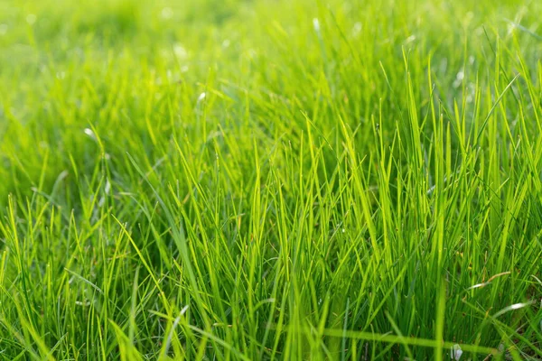 Zielona Konsystencja Tła Trawy Zielona Trawa Łące Polu Lub Trawniku — Zdjęcie stockowe