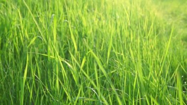 Gün batımında rüzgarda sallanan çimenler. Yeşil sulu çimenler, çayırlar, taze çimenler. Narural, plant, spring background