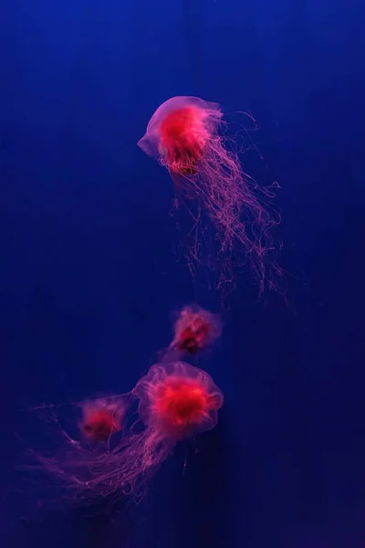 2つの蛍光クラゲは 赤いネオンと水中水族館プール泳いでいます 巨大なクラゲ 北極の赤いクラゲ 毛ゼリーとしても知られているライオンのたてがみのクラゲ シアナカピラタ — ストック写真