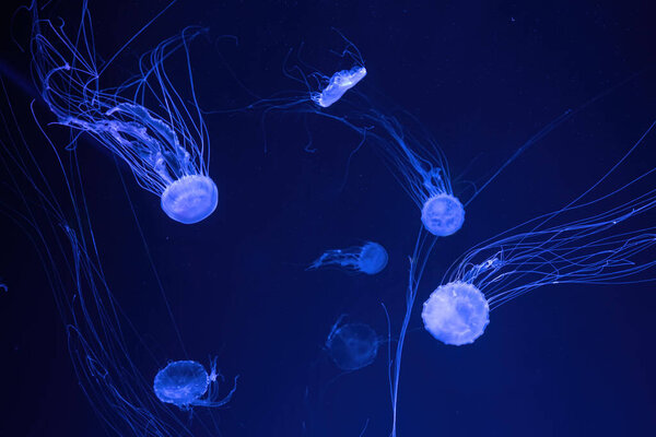 Group of fluorescent jellyfish swim underwater in aquarium pool with blue neon light. The Atlantic sea nettle chrysaora quinquecirrha in blue water, ocean. Theriology, tourism, diving, undersea life.