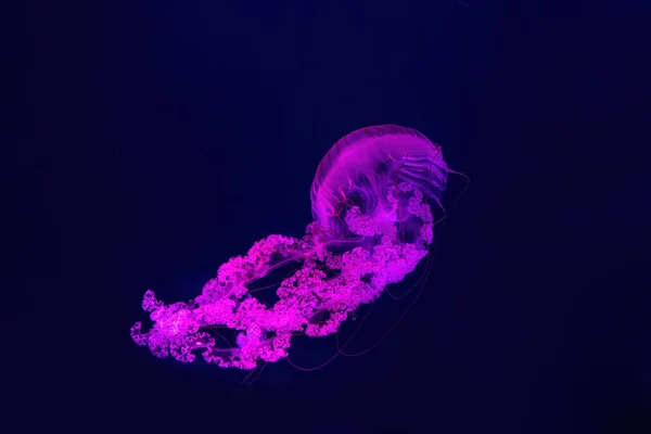 Medusas Fuorescentes Nadando Piscina Del Acuario Submarino Con Luz Neón —  Fotos de Stock