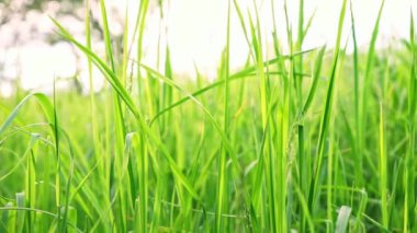 Gün batımında rüzgarda sallanan çimenler. Yeşil sulu çimenler, çayırlar, taze çimenler. Narural, plant, spring background